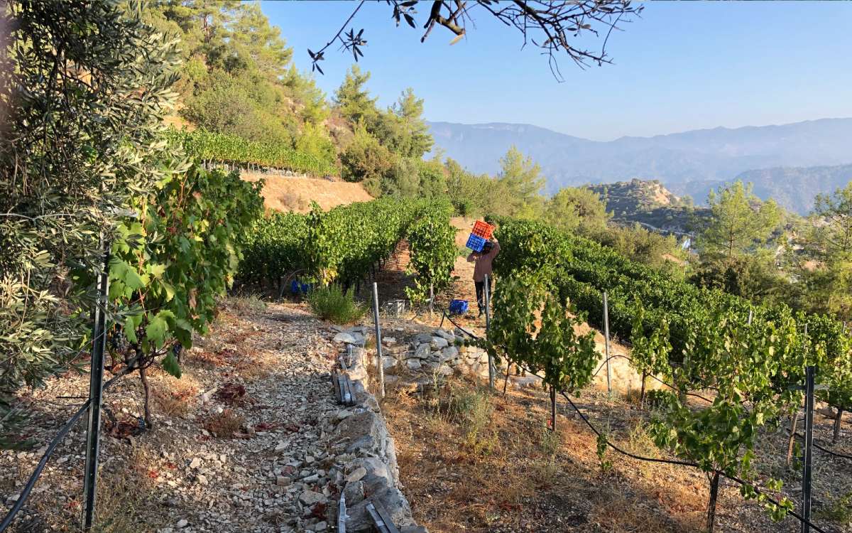 Αφιέρωμα στο οινοποιείο μας