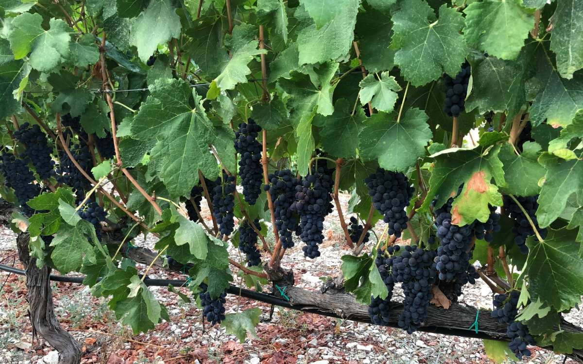 Οινοτουρισμός στο Falcon Nest Winery!